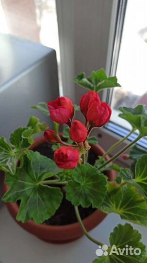 Герань пеларгония тюльпановидная