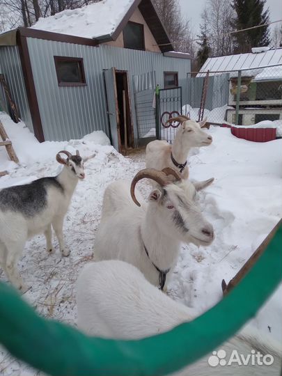 Продам коз