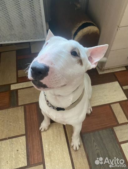 Зоогостинца Домашняя передержка животных