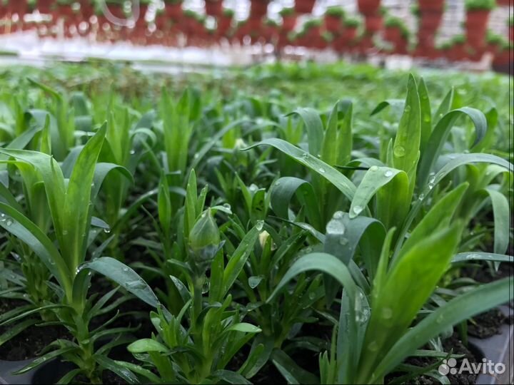 Гвоздика низкорослая,черенки