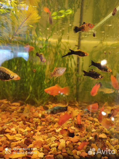Аквариумные рыбки