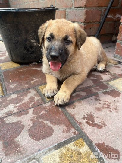 Щенки немецкой овчарки в добрые руки