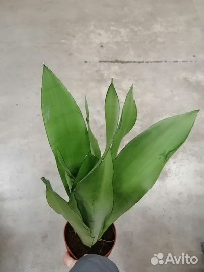 Сансевиерия Муншайн