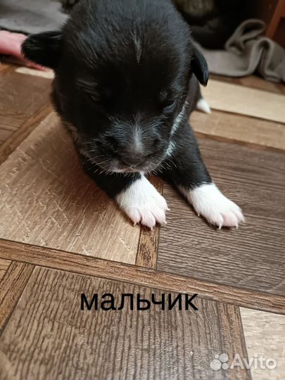 Щенки метисы