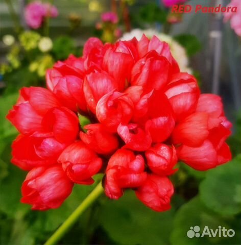 Пеларгонии(герани ) сортовые