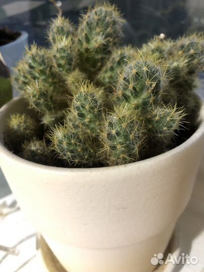 Кактус (дети)