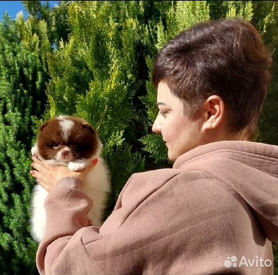 Щенки шпица