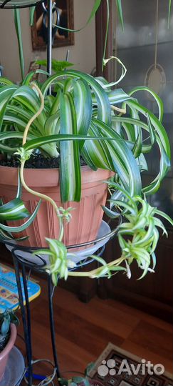 Хлорофитум кудрявый и сансевиерия