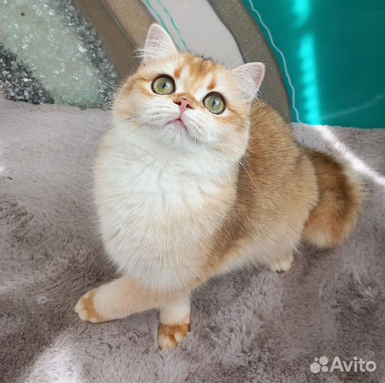 Золотая шиншилла