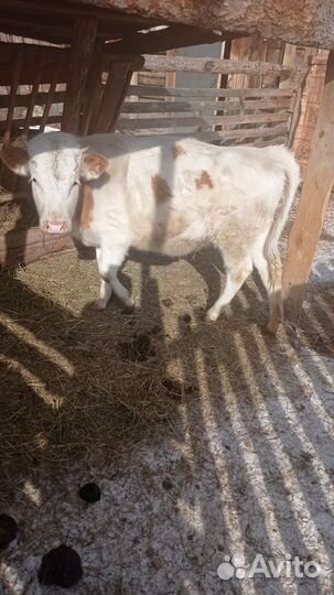 Телки: 1.5 года и 4 месяца