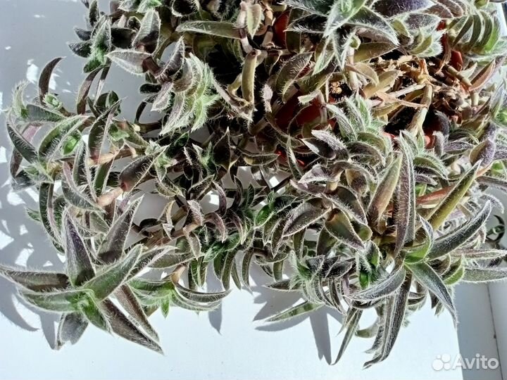 Традесканция Цианотис