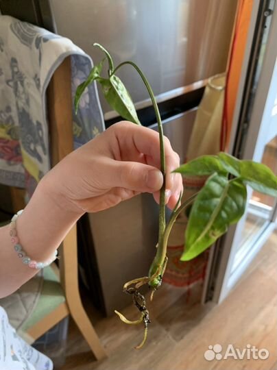 Традесканции, герань, сингониум