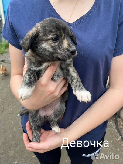 Собака в добрые руки отдам бесплатно