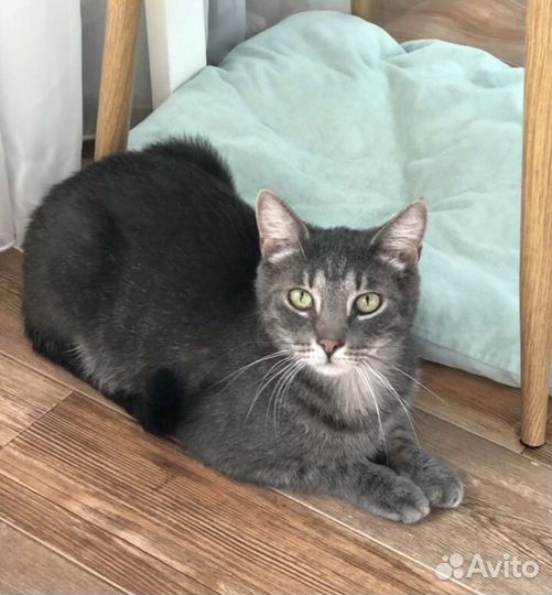 Отдам кота в добрые руки