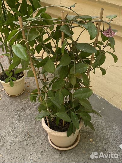 Комнатные цветы