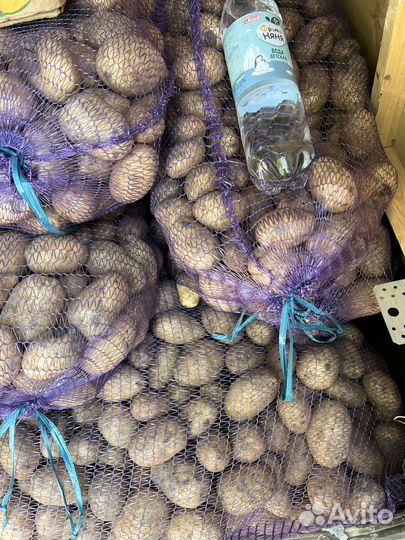 Картофель крупный