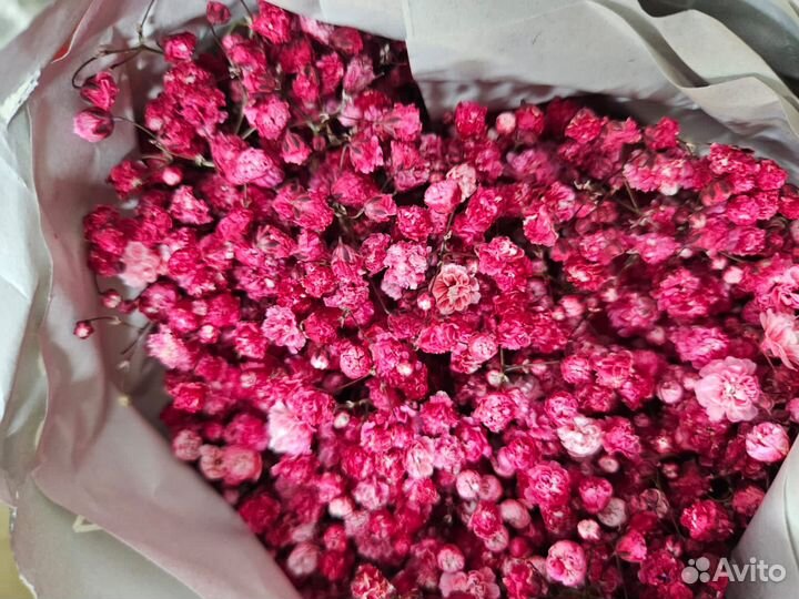 Гипсофила радужная оптом и в розницу