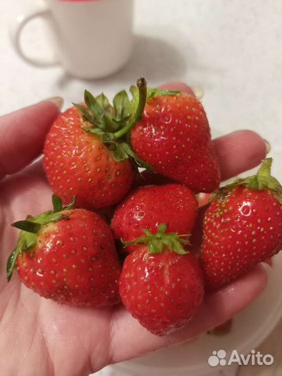 Усы ремонтантной клубники