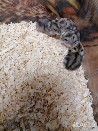 Джунгарский хомяк