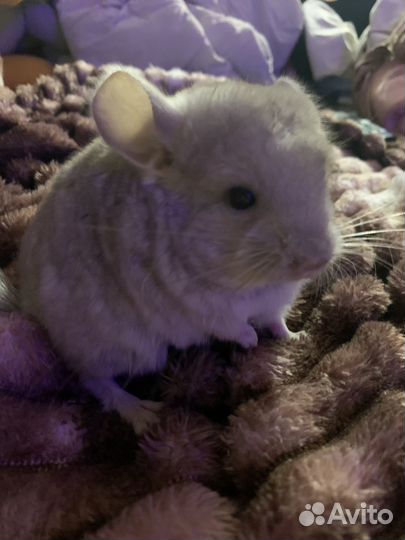 Шиншилла девочка