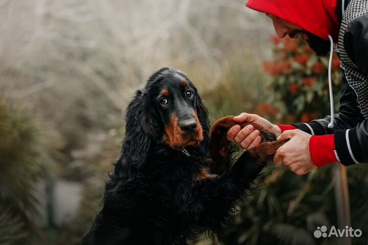 Фотоаппарат Nikon Z50 с двумя объективами