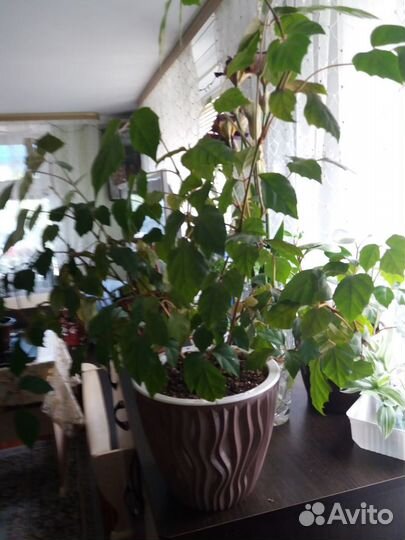 Циссус (девичий виноград)