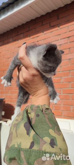 Котенок девочка от мамы мышеловки