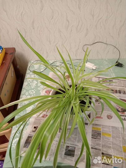 Хлорофитум