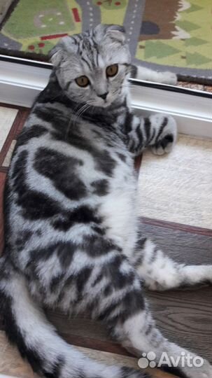 Вязка. Скотиш фолд