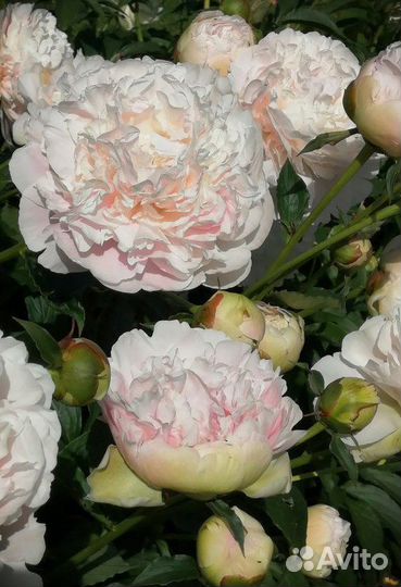 Анатолий Скакодуб