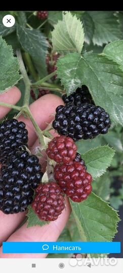 Саженцы ежевики сорт Лох Тэй