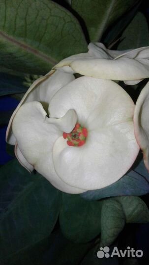 Молочай Миля сортовой