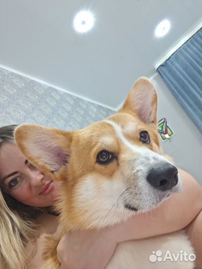 Вязка корги мальчик