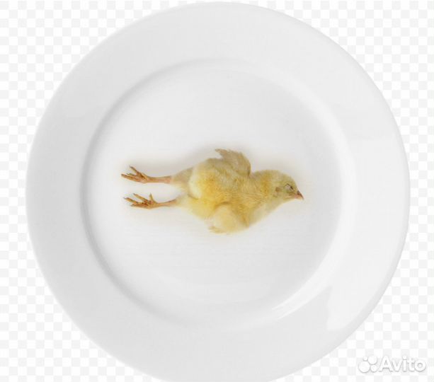 Цыплята суточные замороженные весом