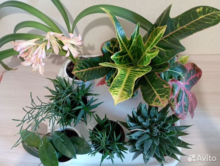 Кротон, алоэ, кливия, хатиора, композиция из сукку