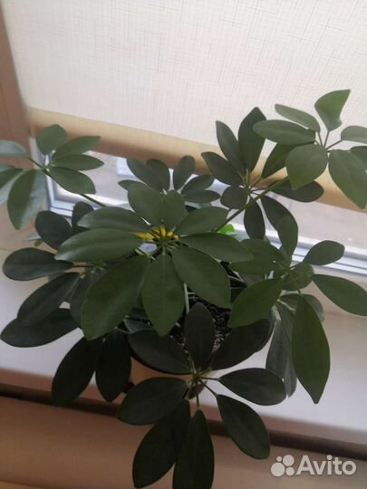 Цветок шефлера