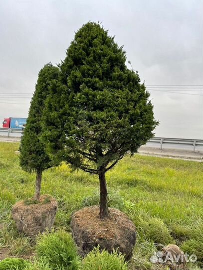 Можжевельник формированный виргинский