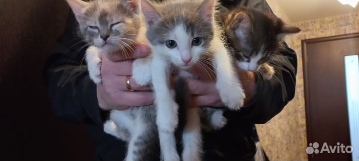 Котята в добрые руки