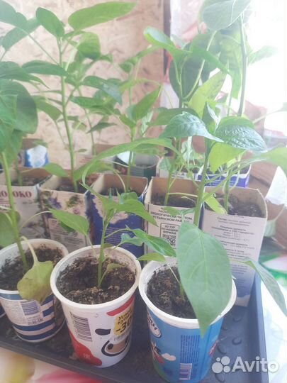 Перец болгарский рассада