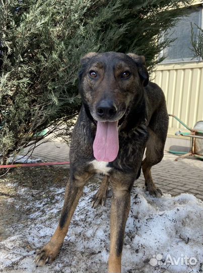 Собака в добрые руки