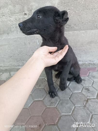 Собака в добрые руки отдам бесплатно