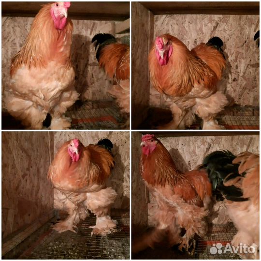 Цыплята Брама палевая