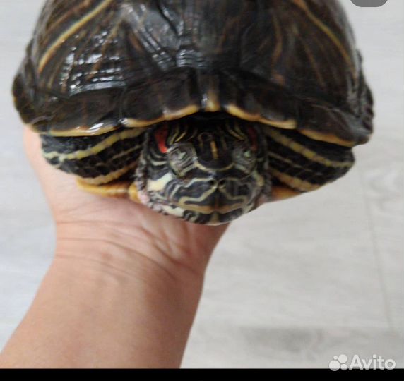 Красноухая черепаха