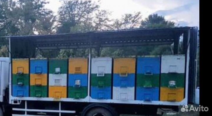 Продам пасеку