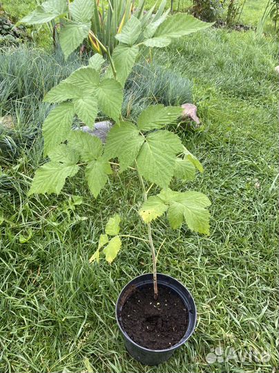 Саженец крупноплодной малины зкс