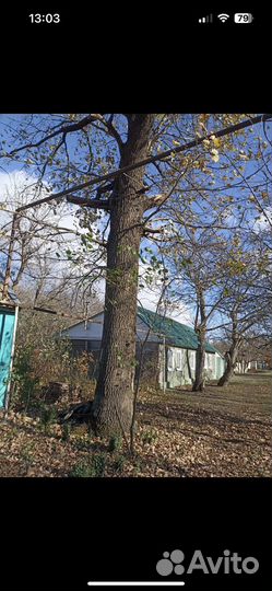 Дуб для слебы