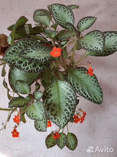 Суккуленты,Эписции,Эхеверии,Переския