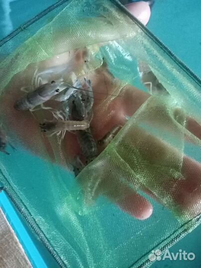 Австралийский красноклешневый рак (молодь)