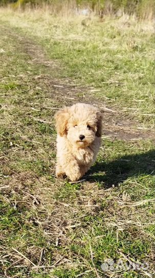 Пудель девочка