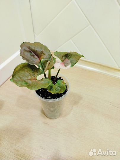 Сингониумы разные сортовые